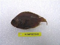 藏品(條紋豆娘魚)的圖片